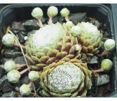 Sempervivum WHITE LADIES