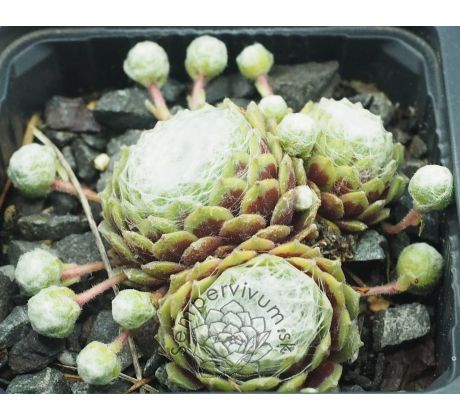 Sempervivum WHITE LADIES