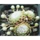 Sempervivum WHITE LADIES