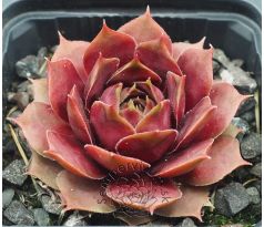 Sempervivum VIDEO