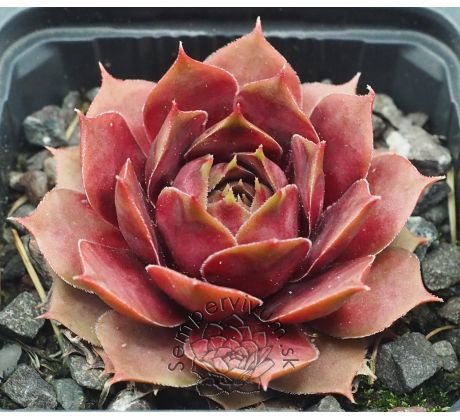 Sempervivum VIDEO