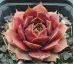 Sempervivum VIDEO