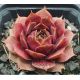 Sempervivum VIDEO