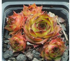 Sempervivum VOLKER