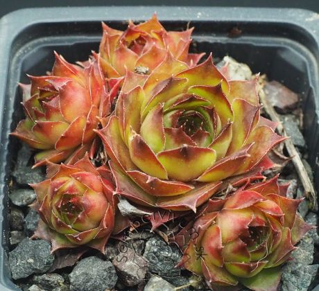 Sempervivum VOLKER