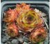 Sempervivum VOLKER