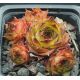 Sempervivum VOLKER