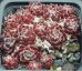 Sempervivum WHITENING