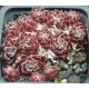 Sempervivum WHITENING