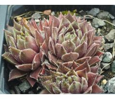 Sempervivum CROWS