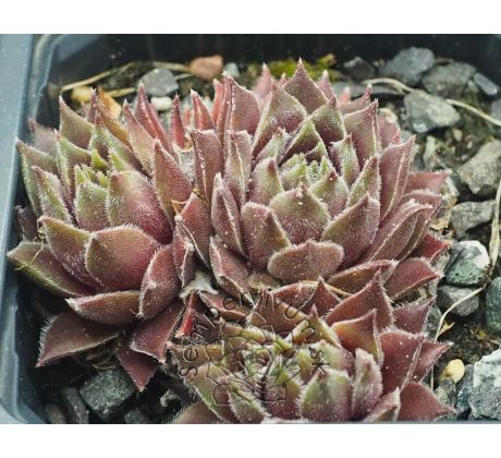 Sempervivum CROWS