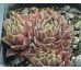 Sempervivum CROWS