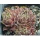 Sempervivum CROWS