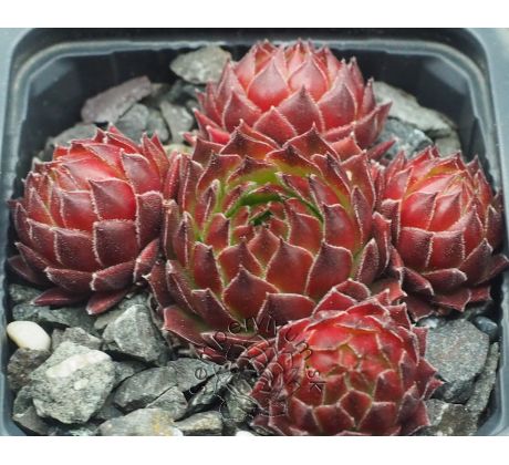 Sempervivum YMIR