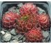 Sempervivum YMIR
