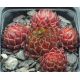 Sempervivum YMIR