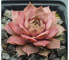 Sempervivum VANTO