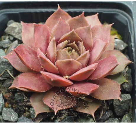 Sempervivum VANTO