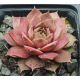 Sempervivum VANTO