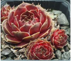 Sempervivum VITI