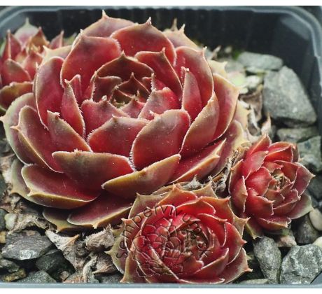 Sempervivum VITI