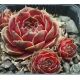 Sempervivum VITI