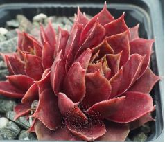 Sempervivum WEINKÖNIGIN