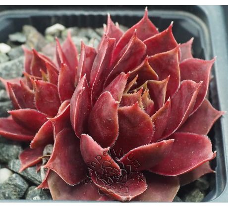 Sempervivum WEINKÖNIGIN