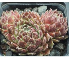 Sempervivum WINTER BEAUTY