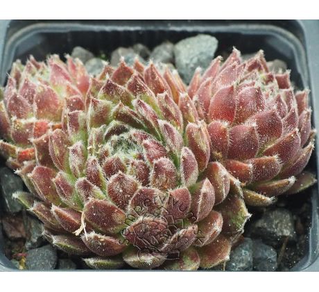 Sempervivum WINTER BEAUTY