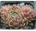 Sempervivum WINTER BEAUTY
