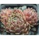 Sempervivum WINTER BEAUTY