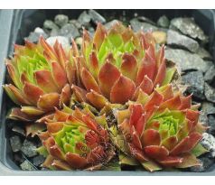 Sempervivum SIMPLONSTERN