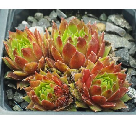 Sempervivum SIMPLONSTERN