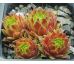 Sempervivum SIMPLONSTERN