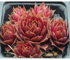 Sempervivum CLAUDIA
