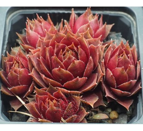 Sempervivum CLAUDIA