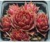 Sempervivum CLAUDIA