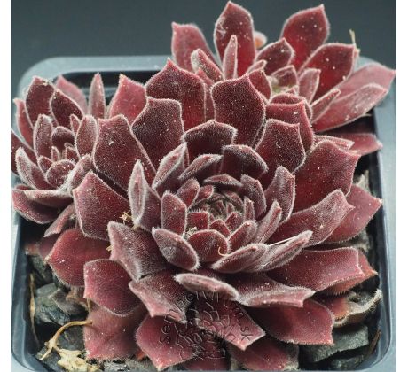 Sempervivum SHA-NA