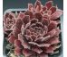 Sempervivum SHA-NA