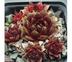 Sempervivum CLARET WINE
