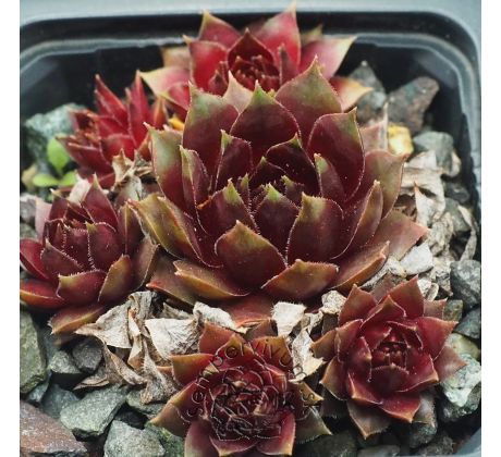 Sempervivum CLARET WINE