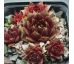 Sempervivum CLARET WINE