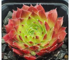 Sempervivum SIRIUS