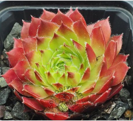Sempervivum SIRIUS
