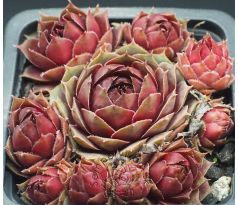 Sempervivum CLISSETE
