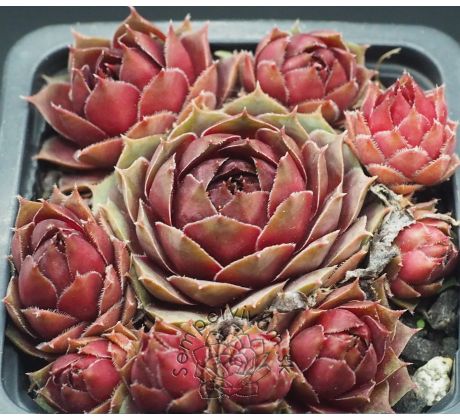 Sempervivum CLISSETE