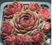 Sempervivum CLISSETE