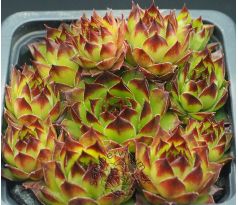 Sempervivum SIGI