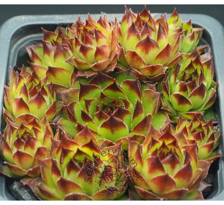 Sempervivum SIGI
